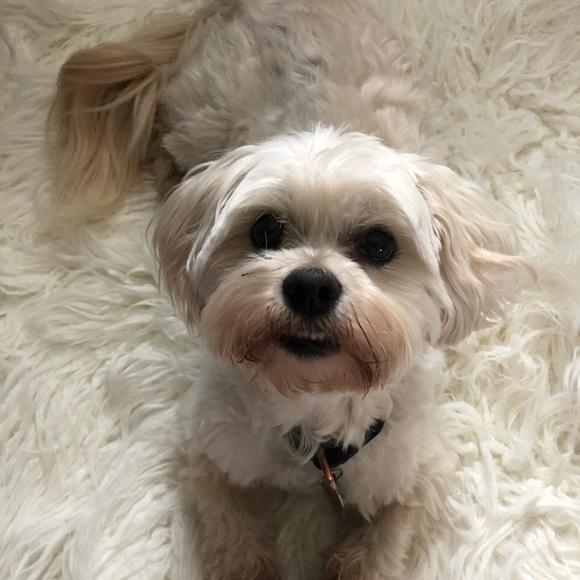 Pups - Picture 5 of 7